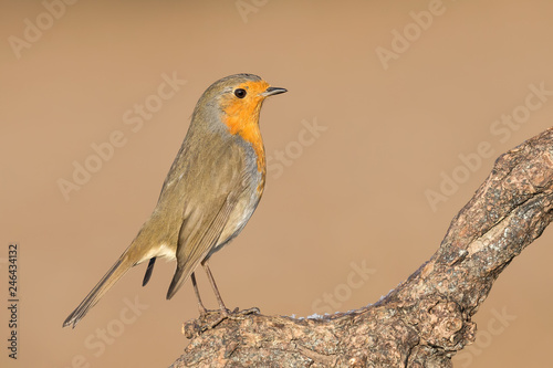 Magnifico ritratto di un pettirosso europeo (Erithacus rubecula)