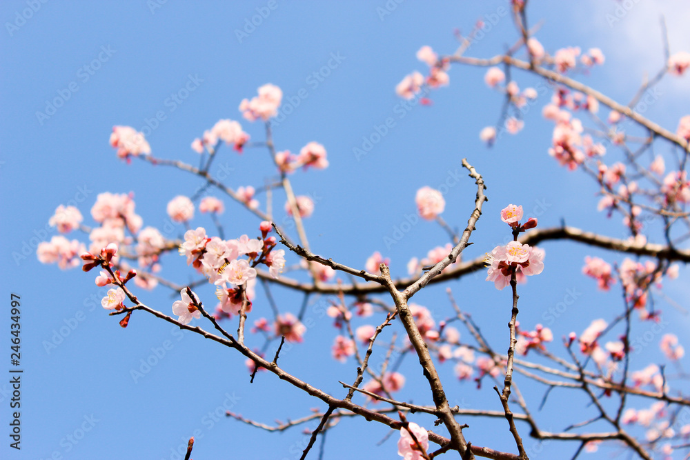 日本の桜