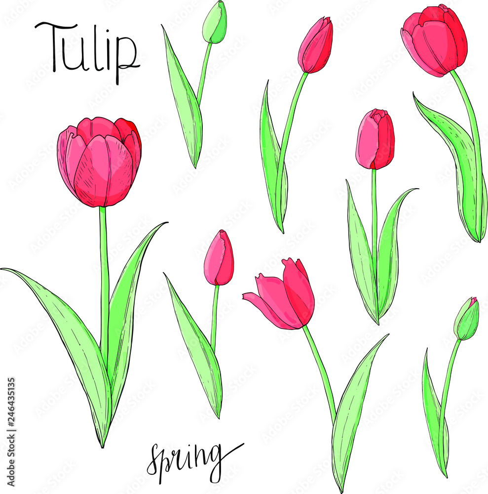 Stock vector floral set of red tulips. Isolated and hand drawn vector illustration. Elements for floral design, flower backdrop. Spring hand drawn flower collection. Stock vector floral set of red tulips. Isolated and hand drawn vector illustration. Elements for floral design, flower backdrop. Spring hand drawn flower collection.