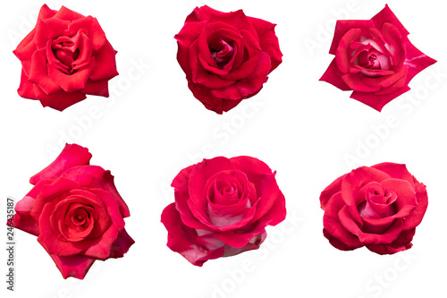 Blurred for Background.Red rose isolated on the white background. Photo with clipping path.