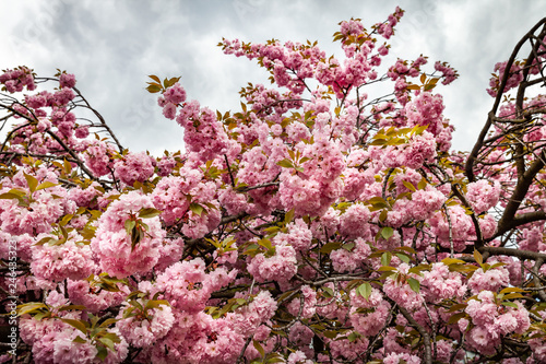 Wallpaper Mural Sakura. Cherry blossom branch Torontodigital.ca