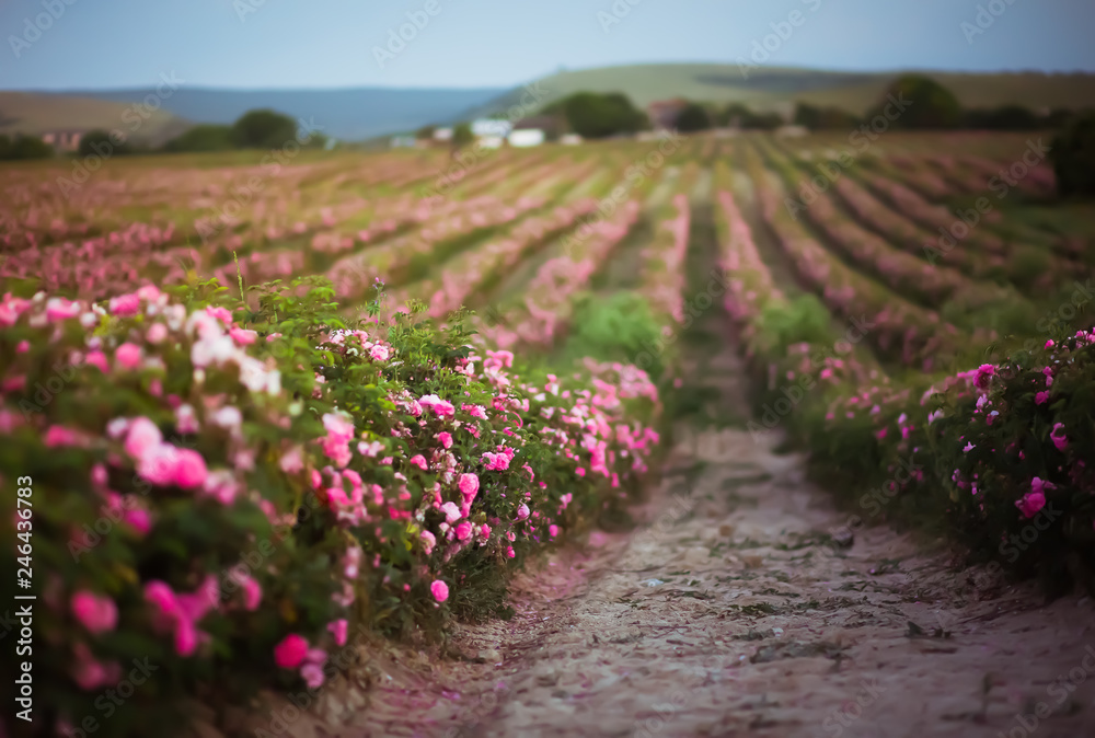 Fototapeta premium Pink tea rose for cosmetics and purfume industry. Oil producing.