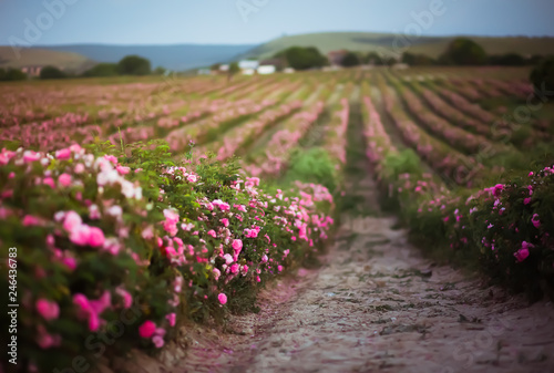 Fototapeta Naklejka Na Ścianę i Meble -  Pink tea rose for cosmetics and purfume industry. Oil producing.