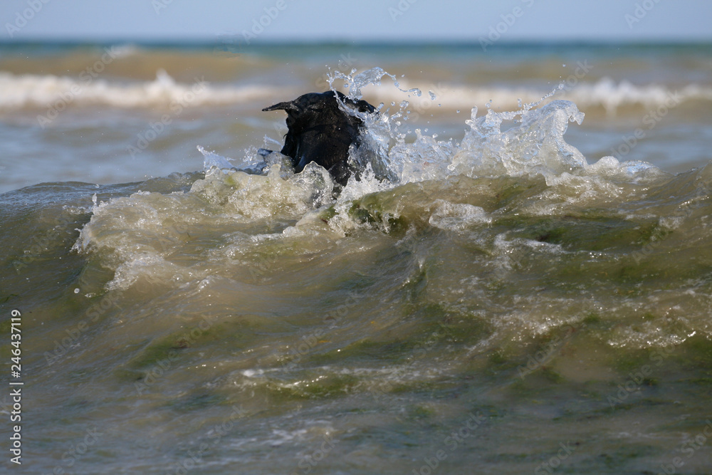 Dog at the Black sea with puller Dog at the Black sea with puller