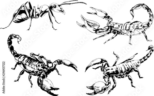 vector drawings sketches different insects bugs Scorpions spiders drawn in ink by hand , objects with no background