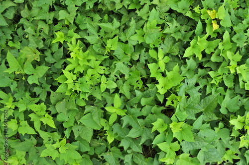 Sweet potato leaves background