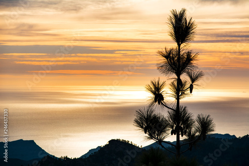  Backlighting tree  black  with orange sunset and the background horizon.