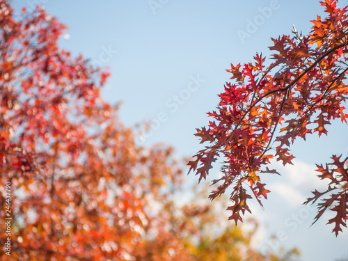 Red-orange maple in spring On a clear day