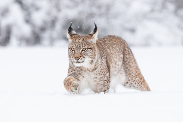 Sierkussen Lynx Jonge lynx wandelt door sneeuw  © janstria