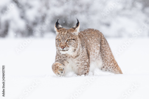 Canvas Print Young Eurasian lynx on snow