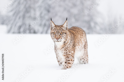 Young Eurasian lynx on snow. Amazing animal, walking freely on snow covered meadow on cold day. Beautiful natural shot in original and natural location. Cute cub yet dangerous and endangered predator.