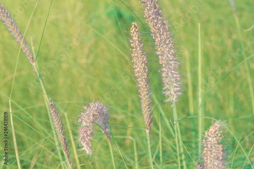 Nature background. African fountain flower is blooming flower on blurry grass field