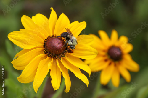 bumblebee rudbeckia