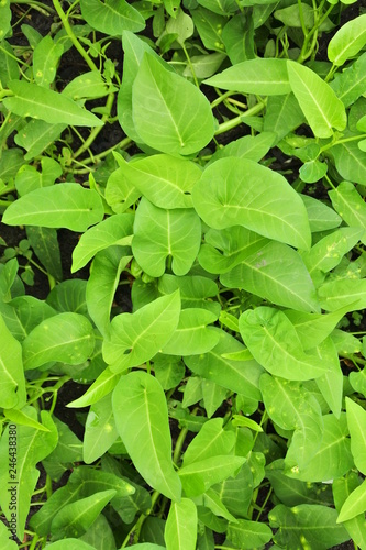 Wallpaper Mural Water spinach, tropical plant grown as vegetable Torontodigital.ca