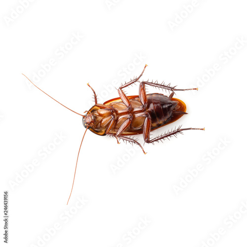 close-up cockroach isolated over a white background