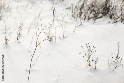  Snow-covered plants in the snow. Snowy winter field.