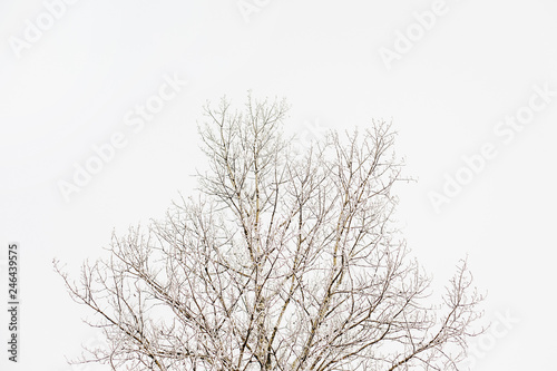  Branches of trees in the snow in the park on a background of white sky.