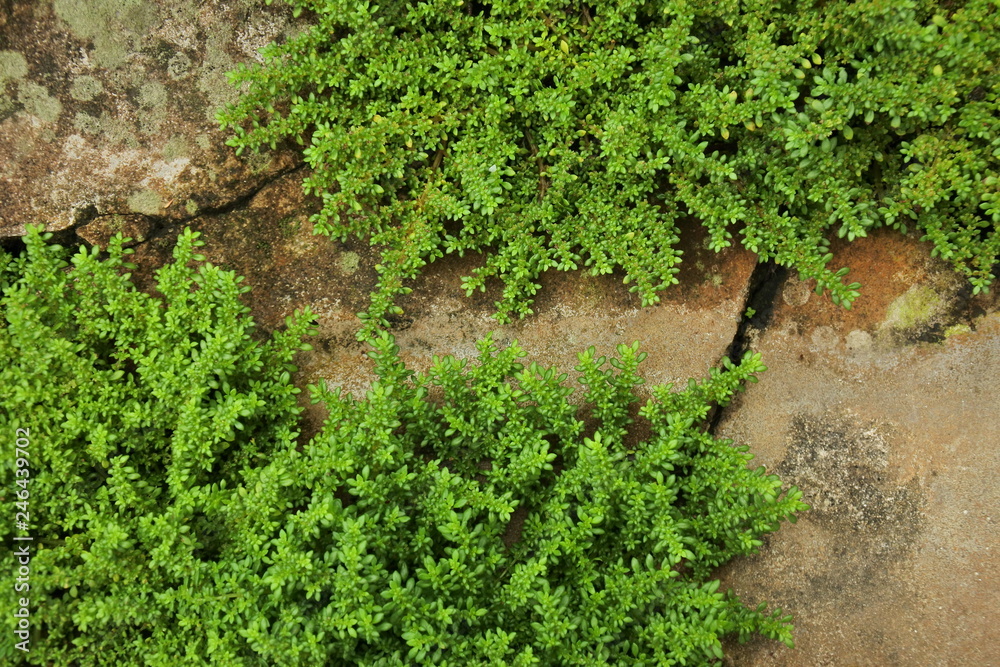 Weeds in sidewalk cracks Stock Photo Adobe Stock