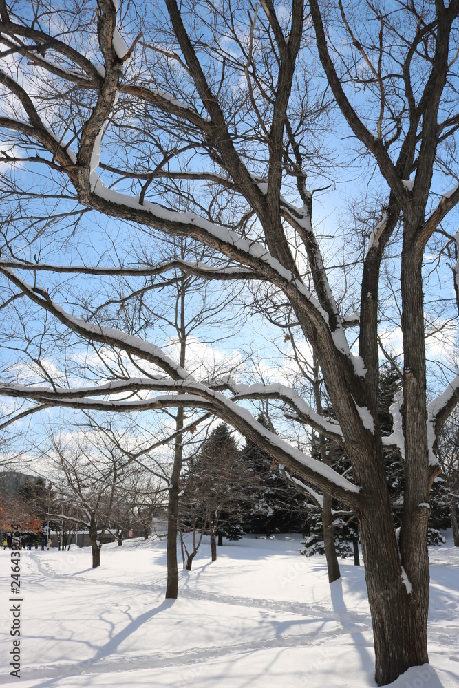 winter, snow, tree, landscape, cold, forest, nature, trees, frost, white, ice, sky, winter, snow, tree, landscape, cold, forest, nature, trees, frost, white, ice, sky,