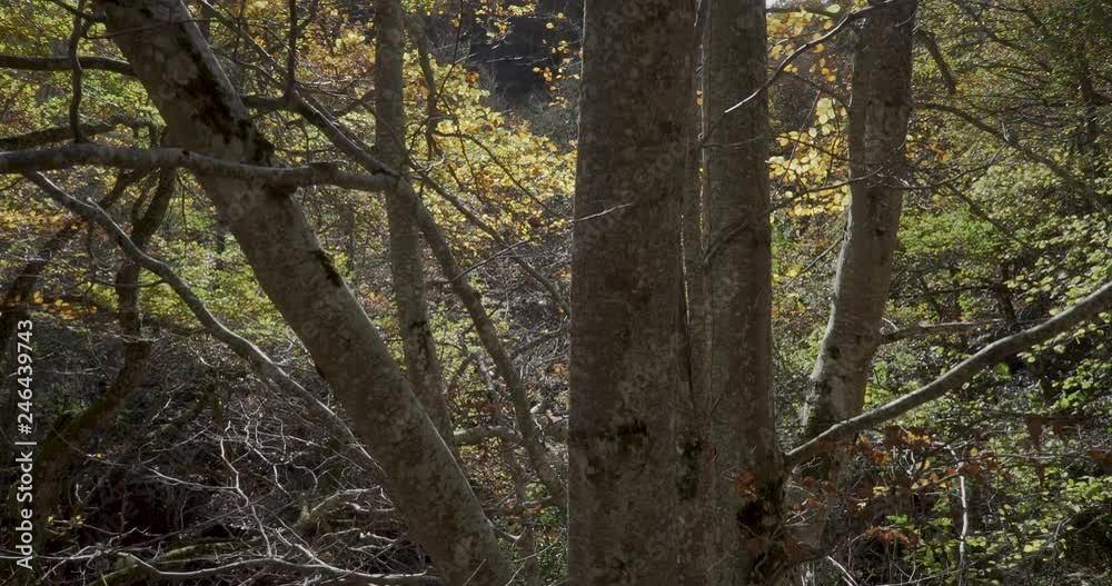 Upward movement with crane near trunks of trees Upward movement with crane near trunks of trees