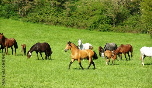 Lusitanian stallion taking care of his mares