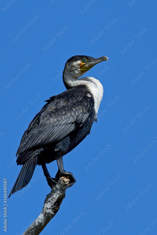 White-breasted cormorant (Phalacrocorax lucidus) White-breasted cormorant (Phalacrocorax lucidus)