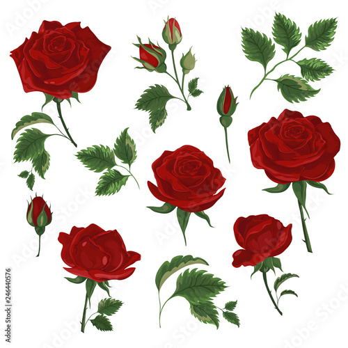 Set of red roses, rose buds and leaves on white background