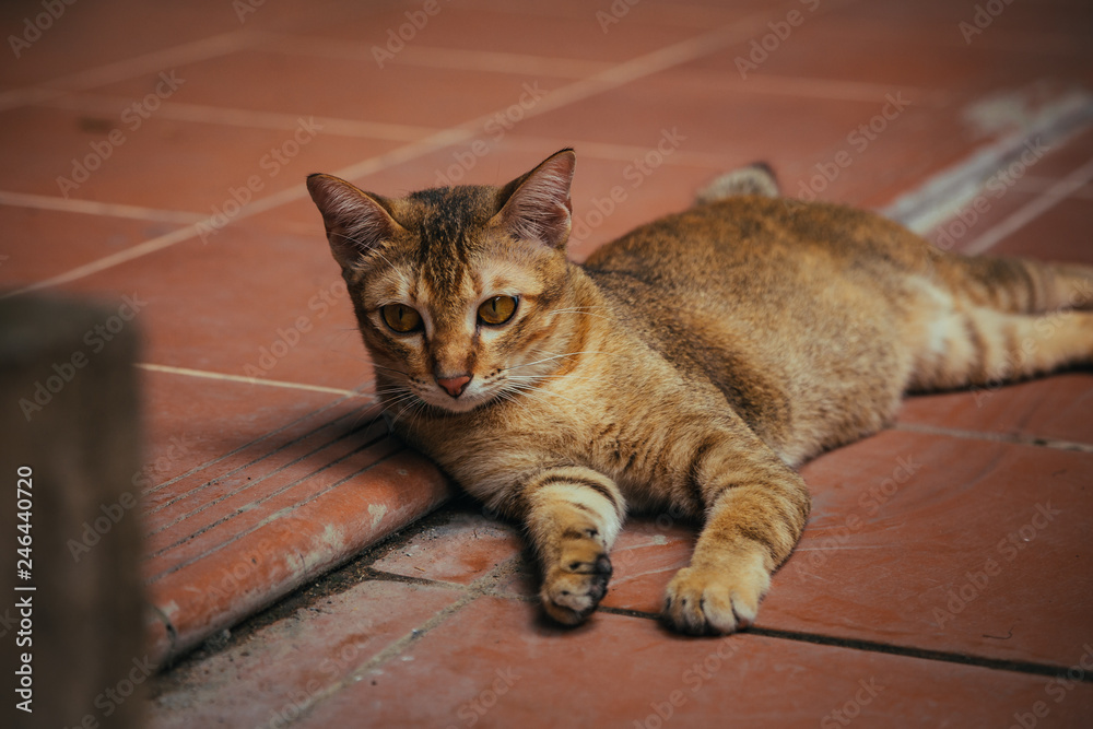 red cat hunts in the garden. Vietnamese Bobtail red cat hunts in the garden. Vietnamese Bobtail