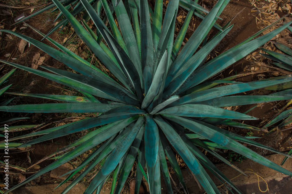 Fototapeta premium Detail of agave plant from the top, plant for making tequila