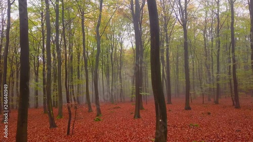 Flight through a foggy autumn beech forest, Freudenburg, Rhineland-Palatinate, Germany, Europe photo