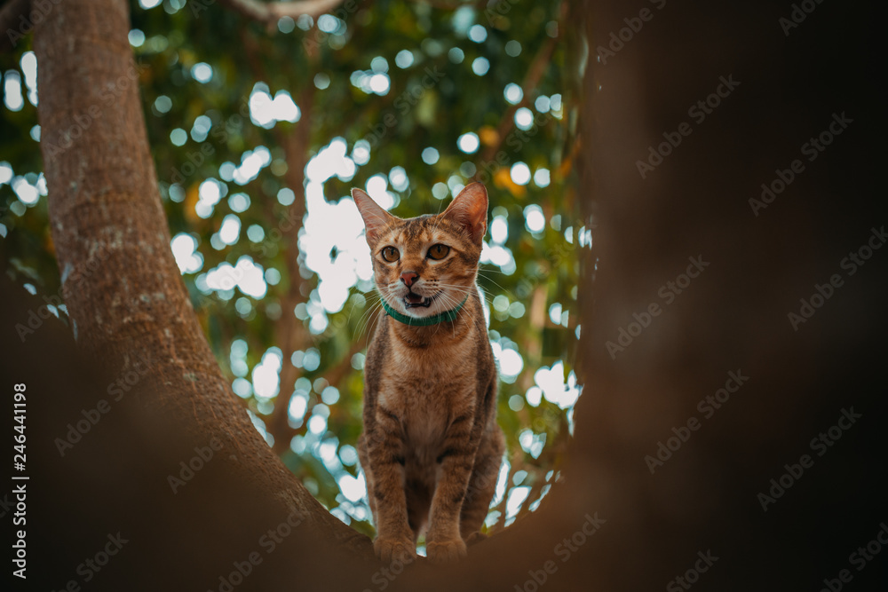 Fototapeta premium red cat hunts in the garden. Vietnamese Bobtail