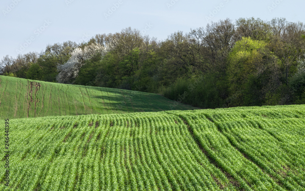 Field on a hill with rows of grain crops. Against the background of the spring forest. Selective focus.