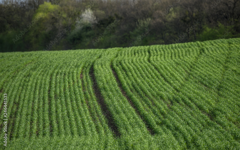 Field on a hill with rows of grain crops. Against the background of a blurred spring forest. Selective focus.