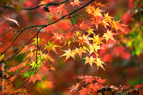 Colorful japanese maple leaves during momiji season at Kinkakuji garden  Kyoto  Japan