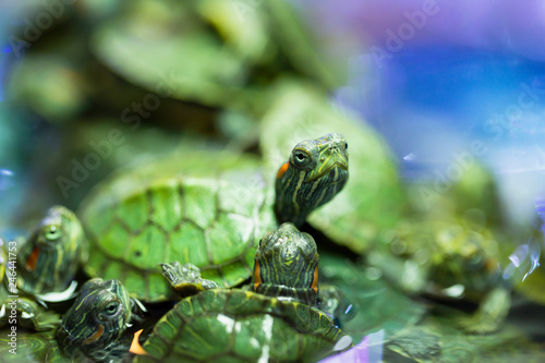 Closeup shooting of Baby turtle.