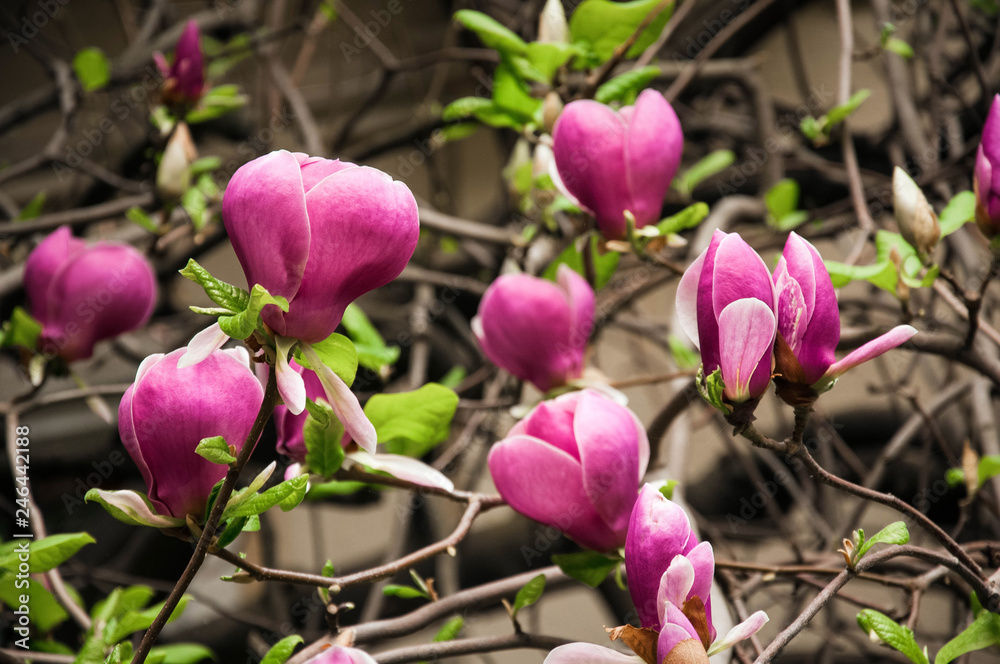 Pink and White Magnolia flowers against a background of flowers and green leaves. Beautiful magnolia tree (Magnolia denudata) is blossoming in park in spring time. Spring background with flowers. Pink and White Magnolia flowers against a background of flowers and green leaves. Beautiful magnolia tree (Magnolia denudata) is blossoming in park in spring time. Spring background with flowers.