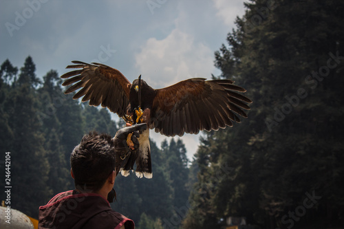 eagle landing on the glove of his falconry trainer