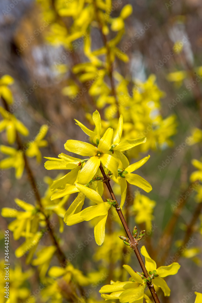 Forsythia branch. Springtime shrub flowers Forsythia branch. Springtime shrub flowers