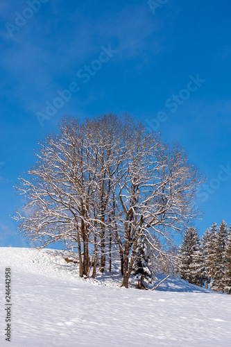 Wundervolle Winterlandschaft bei strahlend blauem Himmel