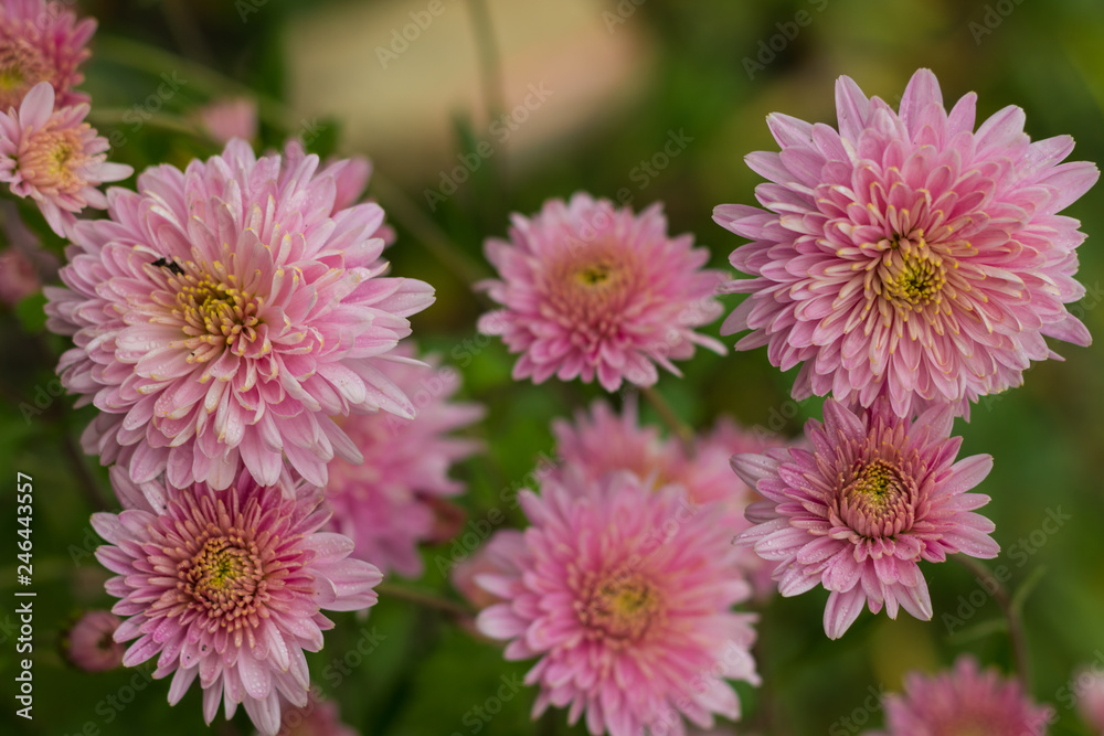 Autumn pink flowers Autumn pink flowers