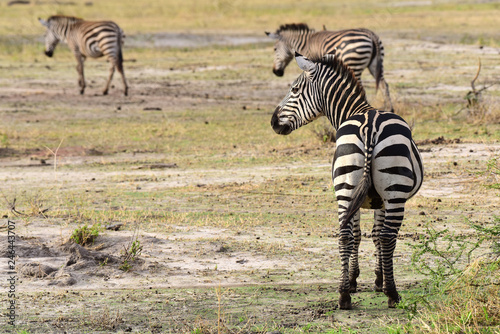 Zebra - Steppenzebra