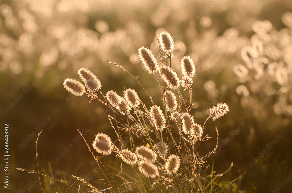 Fototapeta premium Inflorescences of meadow clover in the backlight on the field