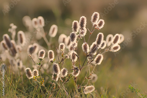 Inflorescences of meadow clover in the backlight on the field