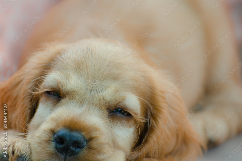 Spaniel puppy lies and sad. Close up view