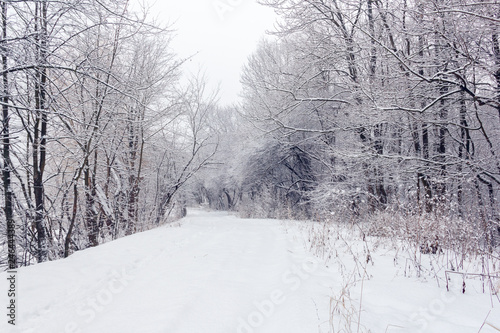 forest in a winter