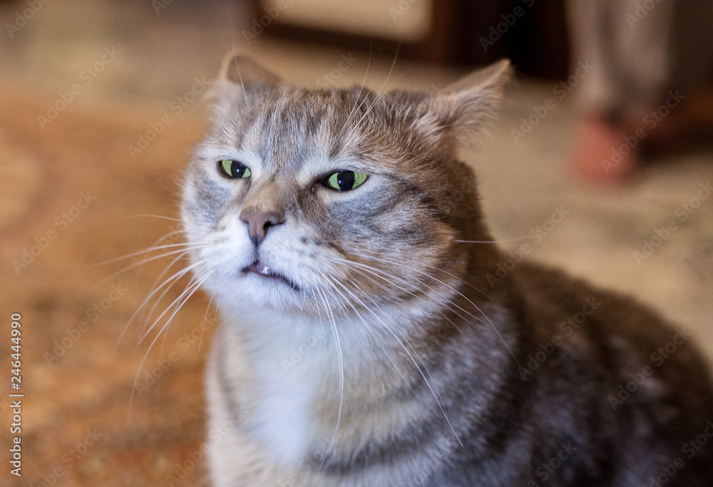 closeup portrait of a  funny cat