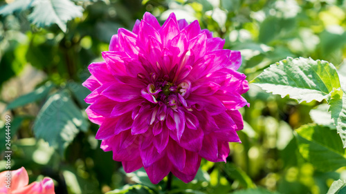 Purple Dahlia Flower