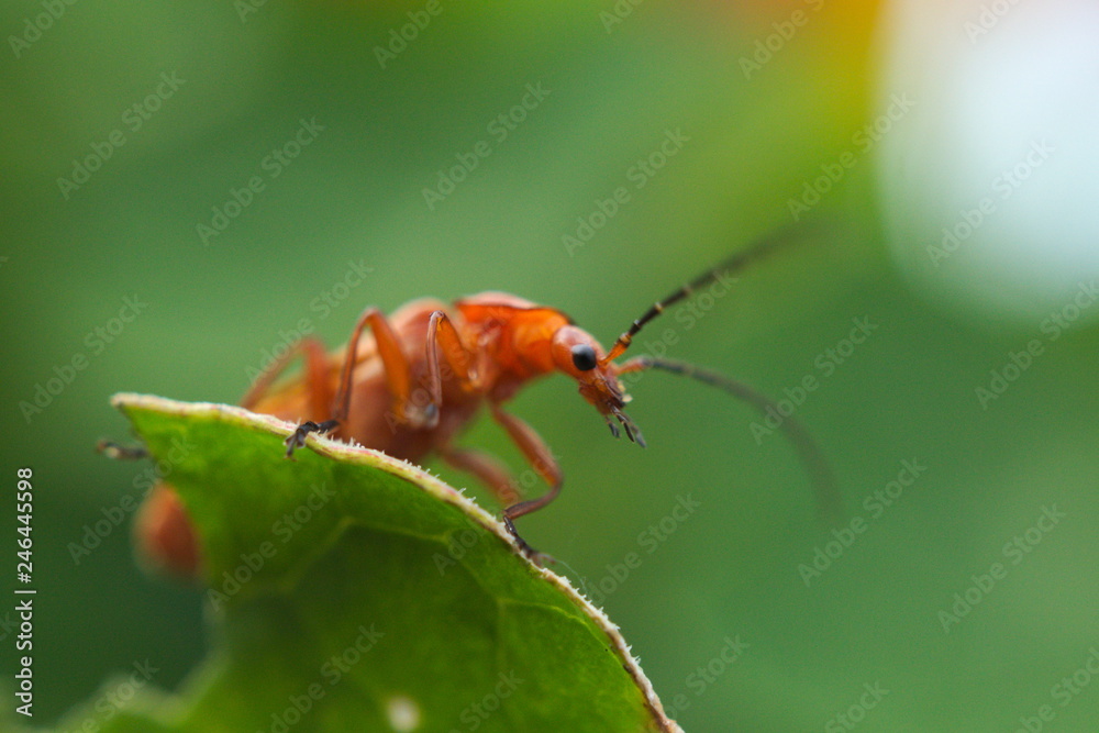 Fototapeta premium Käfer auf Blatt
