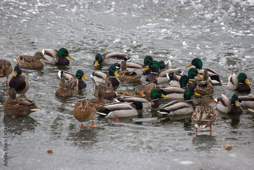 Fototapeta premium many ducks are looking for food in the water in winter. frozen river, a time of famine for the animals. snow and ice around, frost.