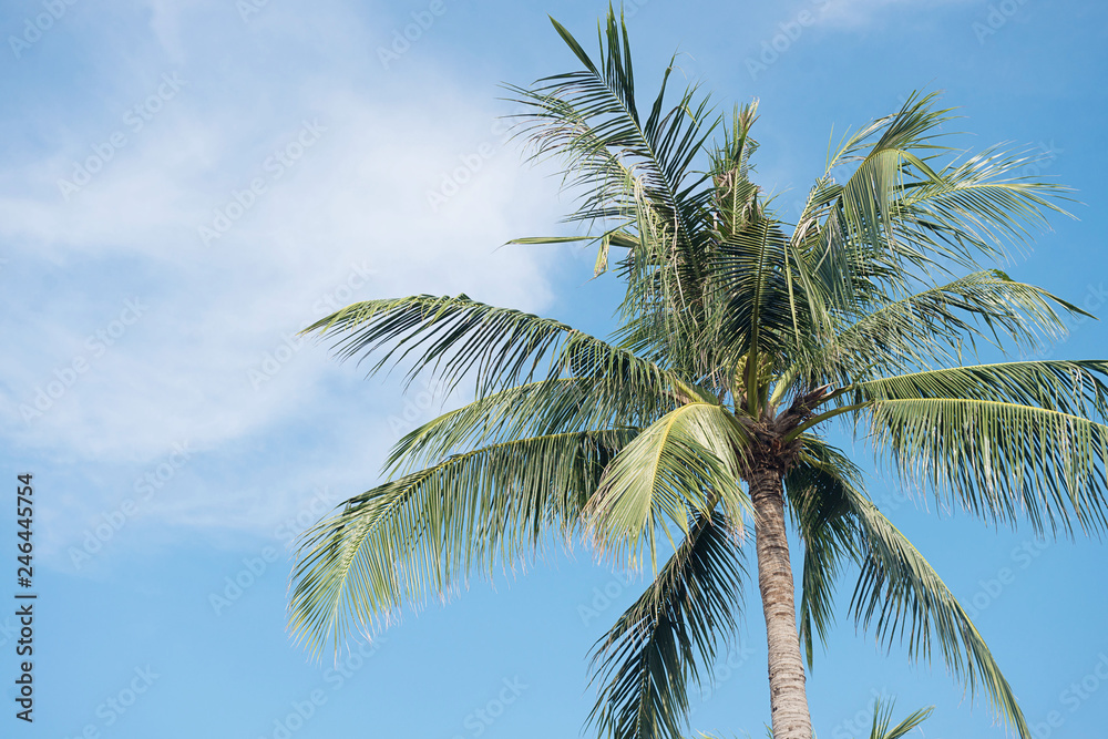 Coconut palm tree. Palm leafs.